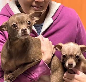 Photo of Fudge & Mocha - Bonded