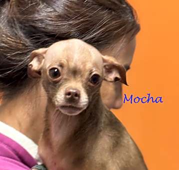 Photo of Mocha