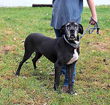 Photo of Pepper