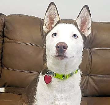 Photo of Rosie
