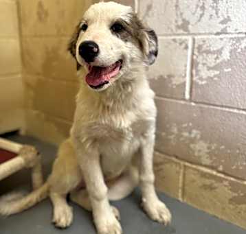 Photo of Buttercup