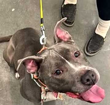 Photo of Bella