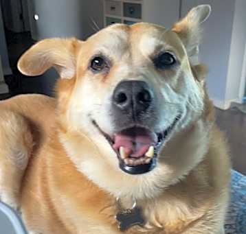 Photo of Bella