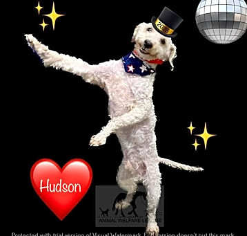 Photo of HUDSON