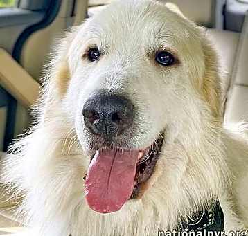 Photo of Massey in PA - Loyal & Cuddly Boy!