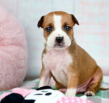 Photo of Bogey