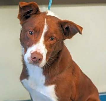 Photo of Dunkin