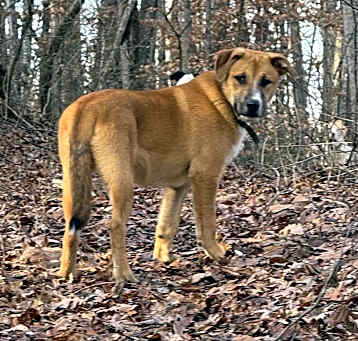Photo of Rock Ruff