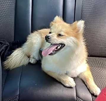 Photo of Nugget