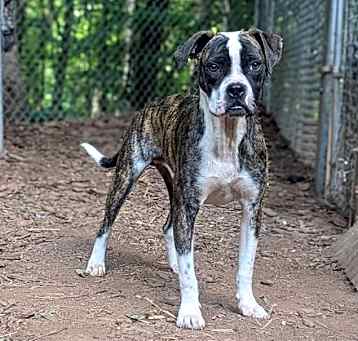 Photo of Bossy