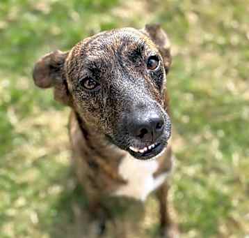 Photo of Cocoa