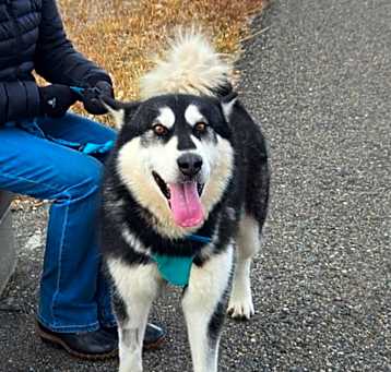 Photo of Fenris