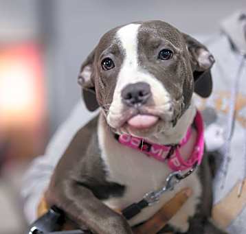 Photo of Blaze - Adoption Pending!