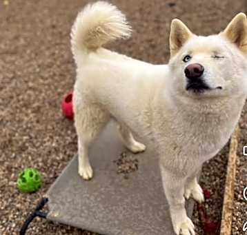 Photo of Bolt