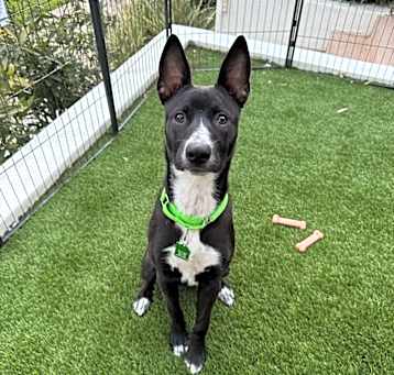 Photo of Margarita pup: Mai Tai