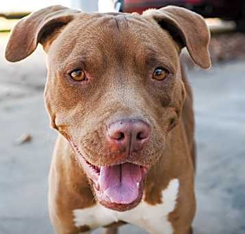 Photo of Dixie