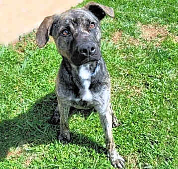 Photo of Brutus