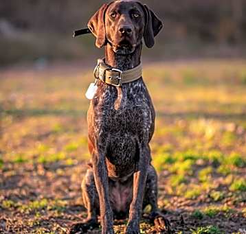 Photo of TESTDog2