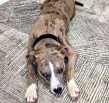 Photo of Paisley - ADOPTED