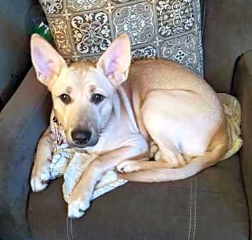 Photo of Scarlet