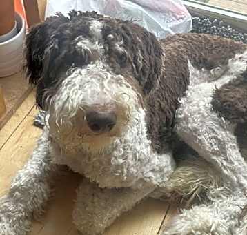 Photo of Laila