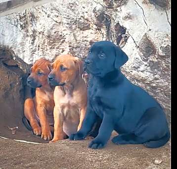 Photo of Litter of puppies