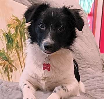 Photo of Rocky