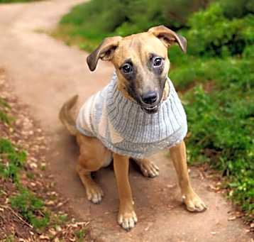 Photo of Juno