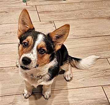 Photo of Maverick