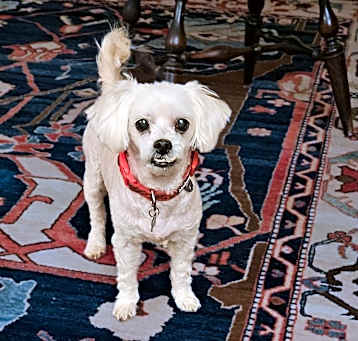 Photo of SAMMY