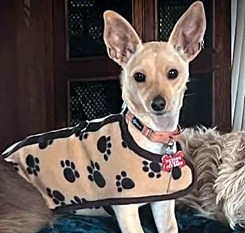 Photo of Pookie