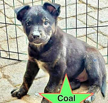 Photo of Coal