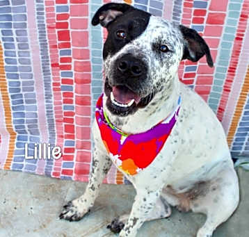 Photo of Lillie
