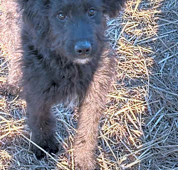 Photo of Cona