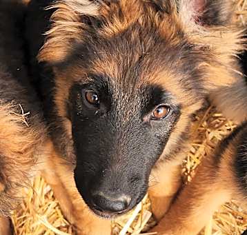 Photo of Saba