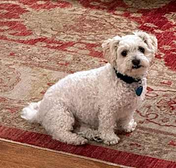 Photo of Snowball
