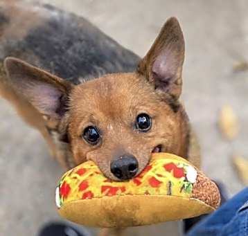 Photo of Chester