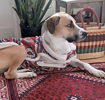 Photo of Milo