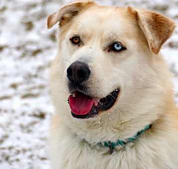 Photo of Rosco