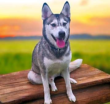 Photo of Apollo