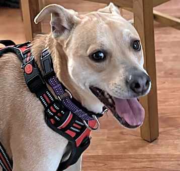 Photo of Penny