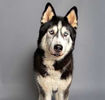Photo of THOR