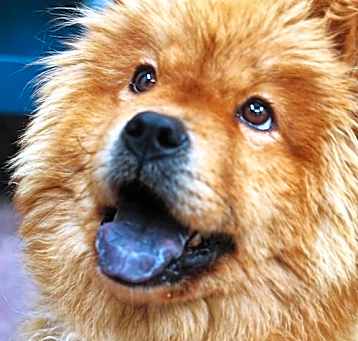 Photo of ADOPTED