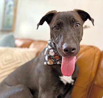 Photo of Kelso The Sweetest Boy