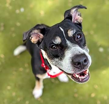 Photo of LADYBUG