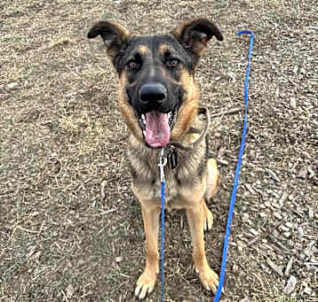 Photo of Scrappy