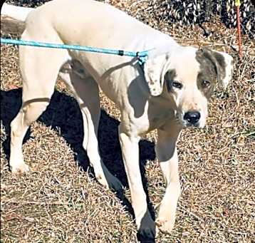 Photo of Rhodie