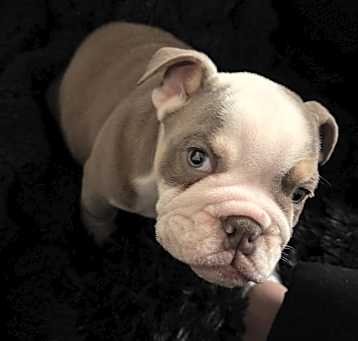 Photo of Molly