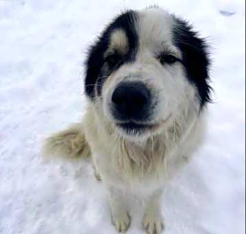 Photo of Ollie