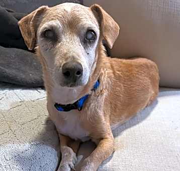 Photo of Dug